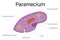 TheÂ structure Â ofÂ paramecium